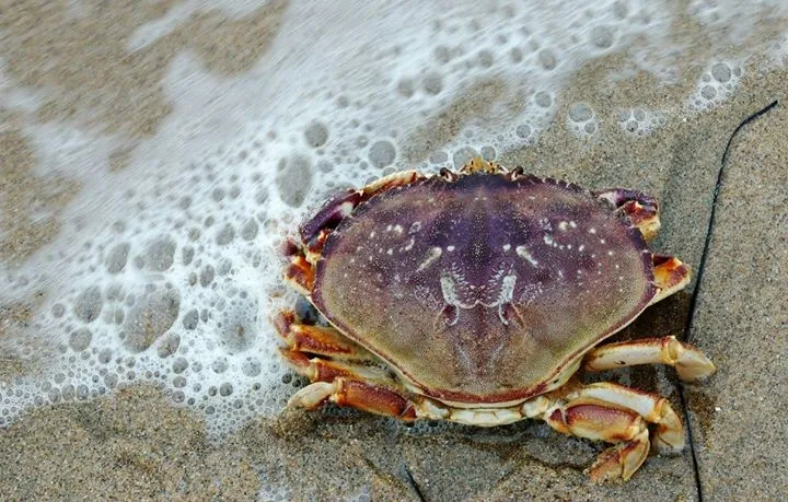 20819209 1154422531357467 1456476749474534782 o