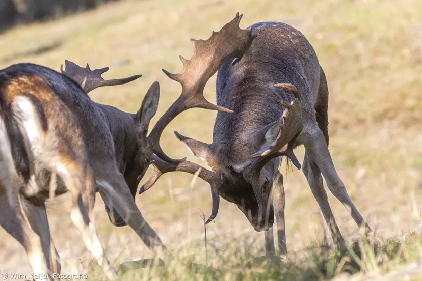 44174418 2591998450812091 3250105347494379520 o