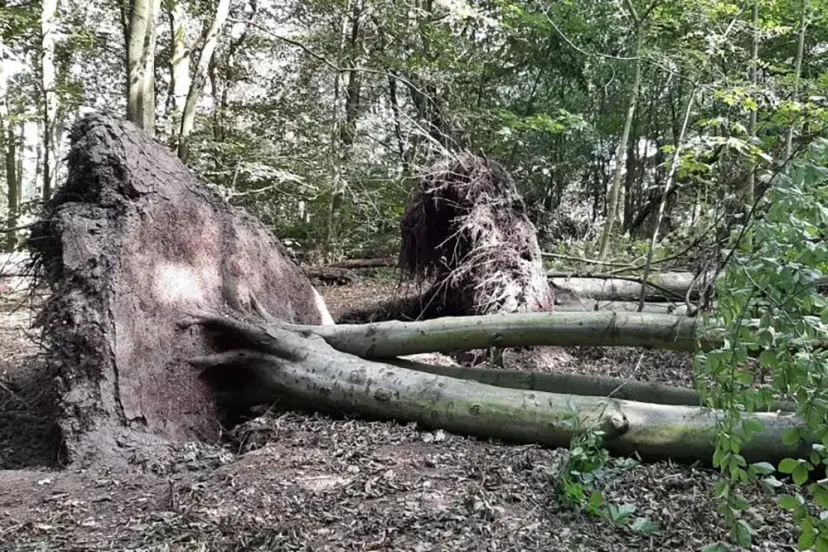 496467b9f11c7 kopieren