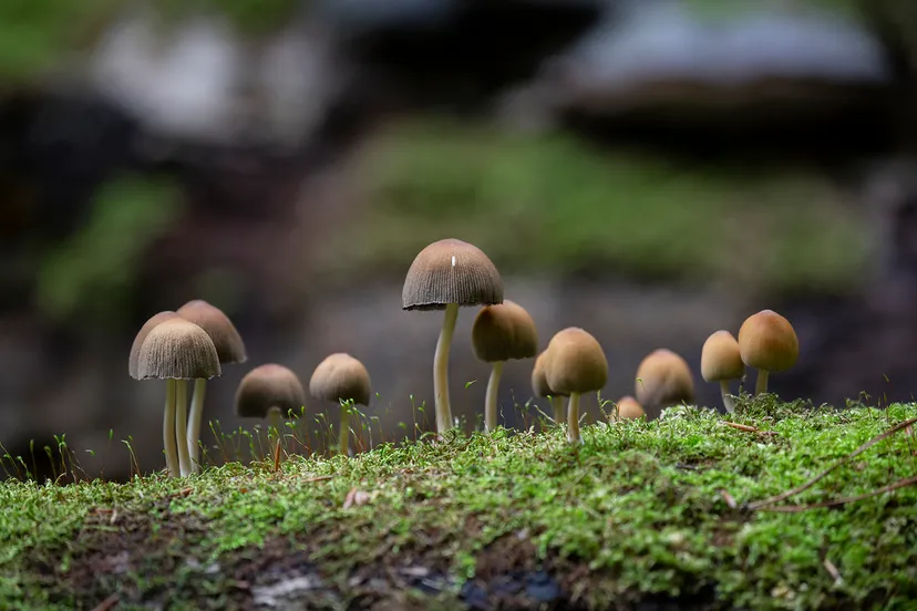 5i5a1768 herfst wim meijer fotografie