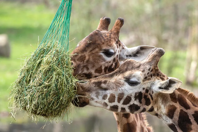 5i5a3604 kopieren giraffes wim meijer fotografie