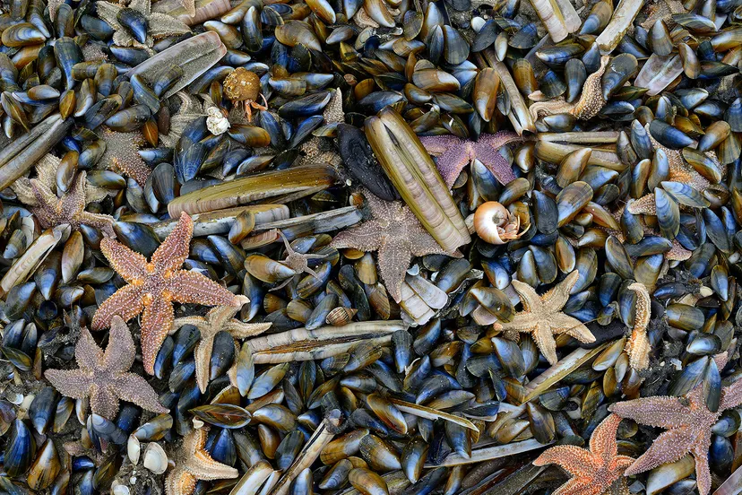 60465 ronald van wijk r