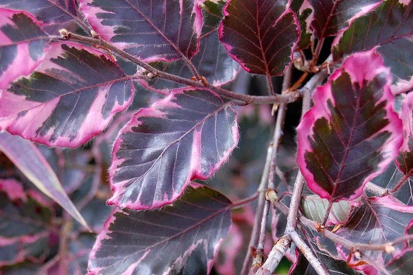 7380919402 f938f452b0 k flickr