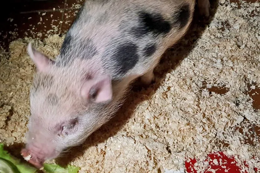 86796337 2796452953766462 5040747234048606208 o