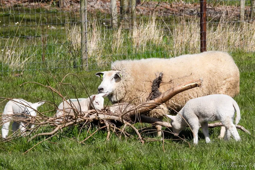 91581256 2760674960698419 7305768971410604032 o