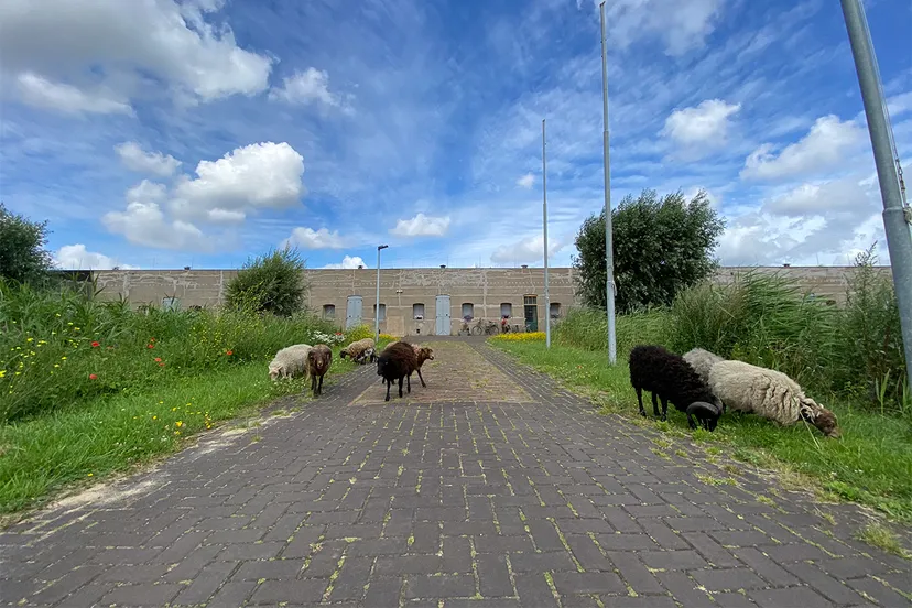 aagtendijk ouessant simone groeneveld