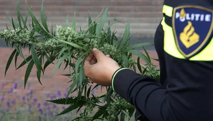 agent heeft hennepplant in handen politie ijmond
