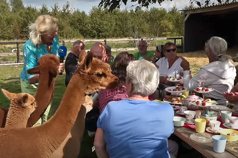 alpaca