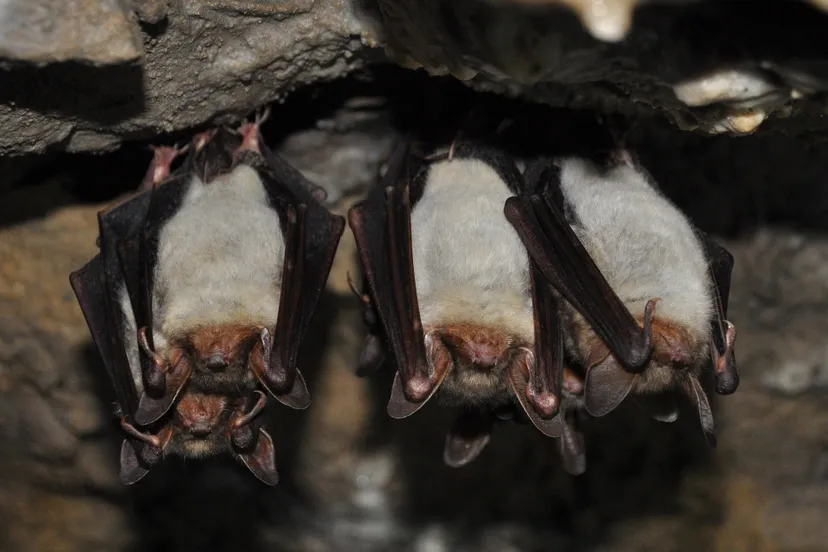 animals 4626791 1920