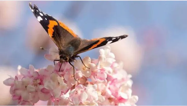 b0b84jyvl3p8t2f0se20ecowo vlinderdagpauwooglentebloesemhqfotonovum