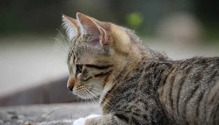 banner dierenambulande 2 1 2016