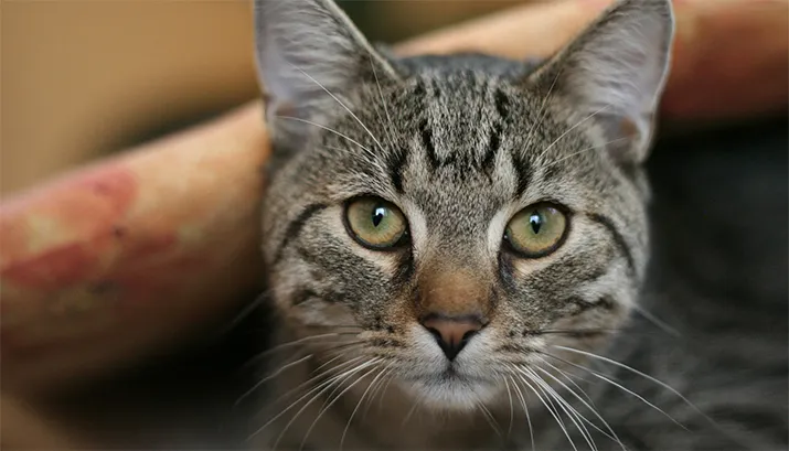 banner gevonden dieren