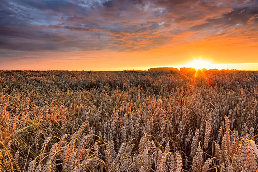 basmeelker 1 5 kleiner licht en het weer