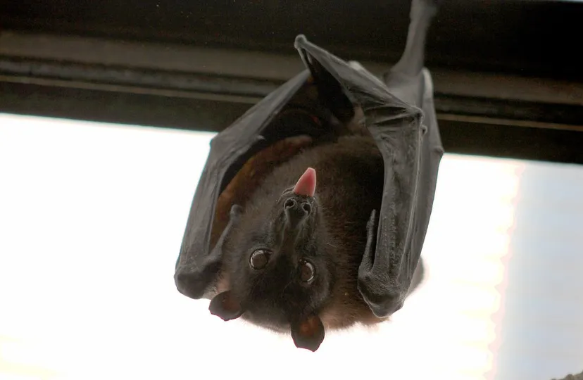 bat 1268650 960 720 pixa