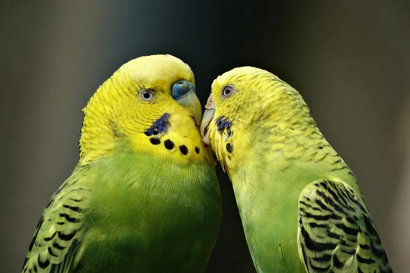 bird budgerigar couple fauna 208091 pexels