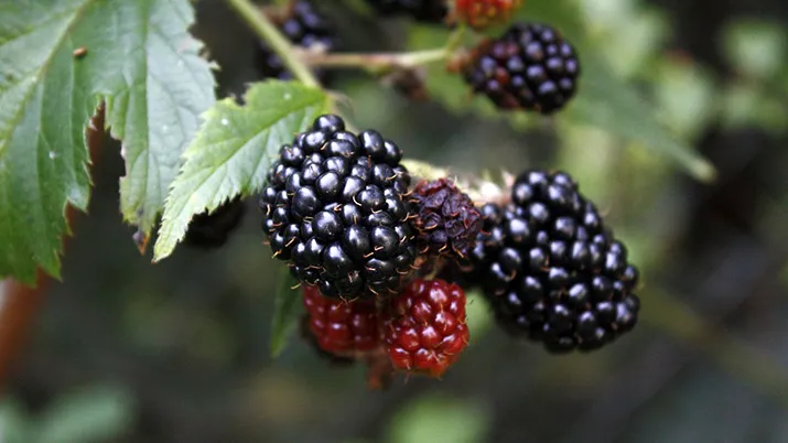 blackberry 52696 960 720 pixa