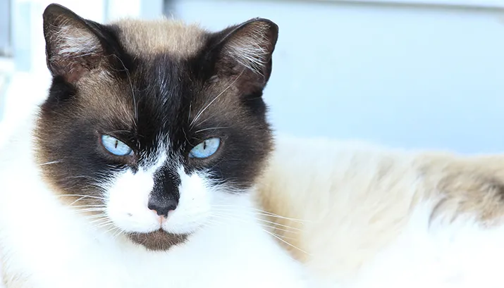 blue cat eyes 1001896 1920 banner