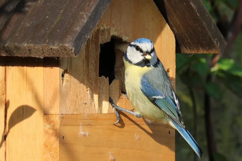 blue tit g14c97db38 1920