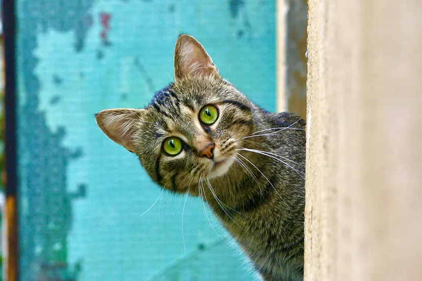 bogdan farca cex86malusc unsplash