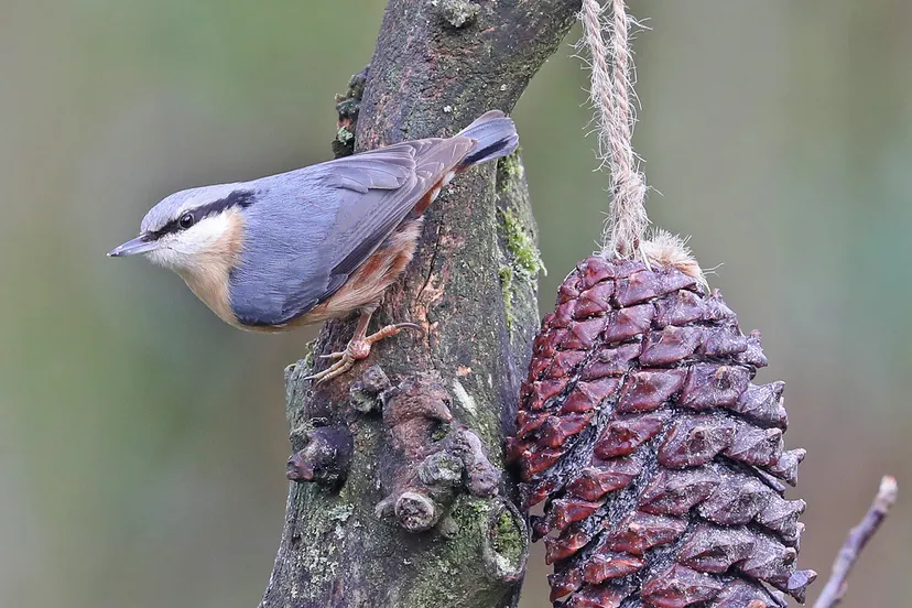 boomklever rene van rossum 1