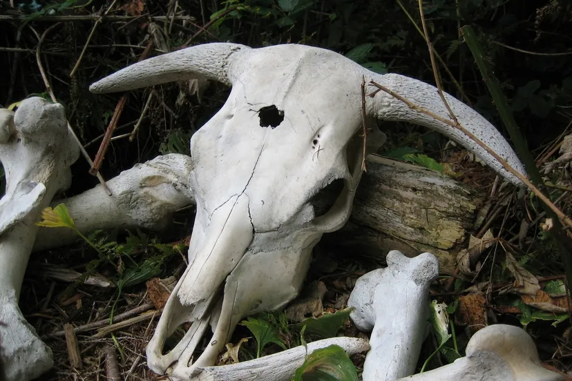 boswachter vondsten op kinderboerderij dierendorp