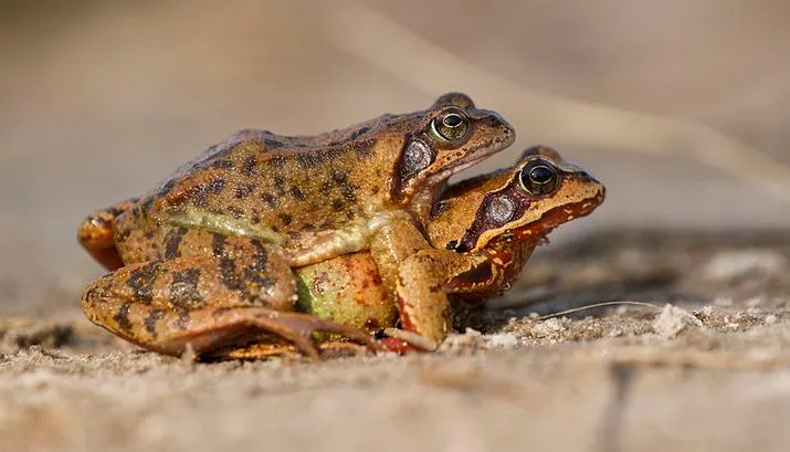 bruine kikkers banner