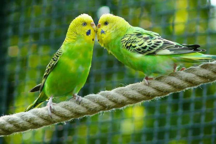 budgerigars 331834 1280