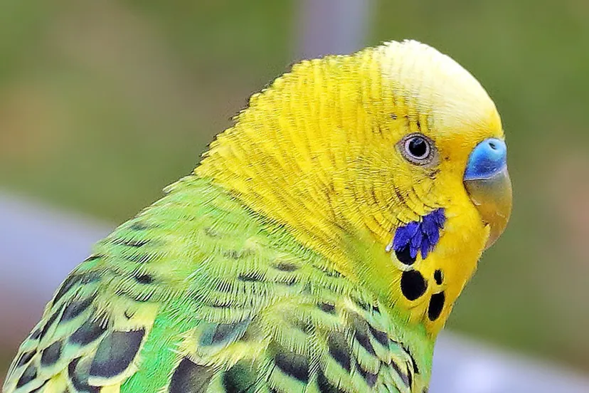 budgie 1821551 1920 pixabay