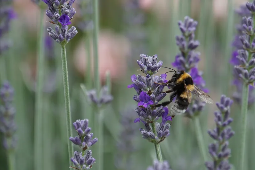 bumblebee g614ed7ff6 1280