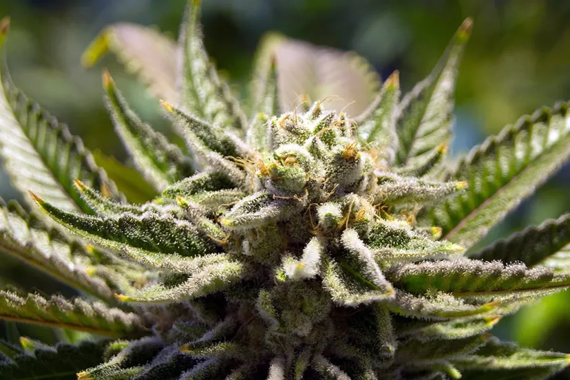 cannabis 2152604 1920 pixabay