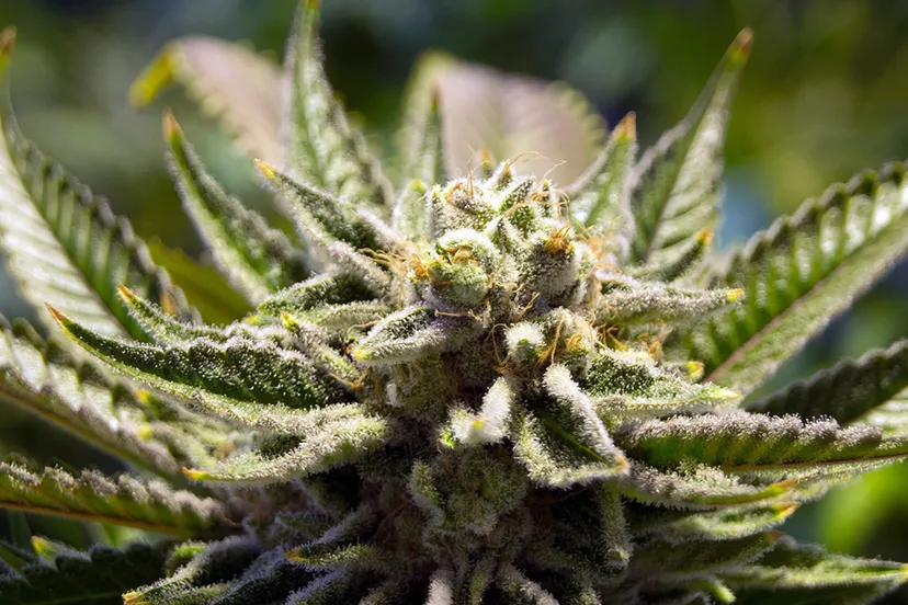 cannabis 2152604 1920 pixabay