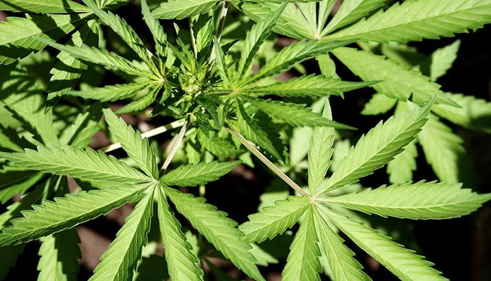 cannabis 956549 1920 banner