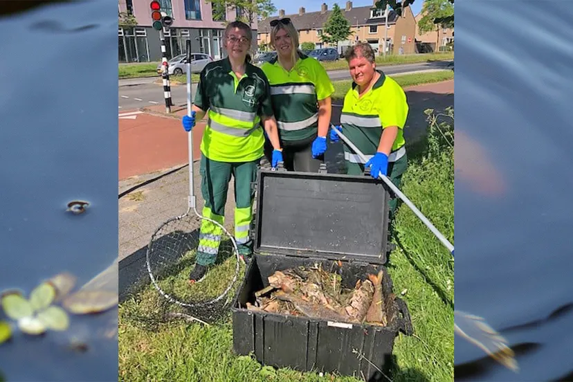 carp 440630 1920 pixabay