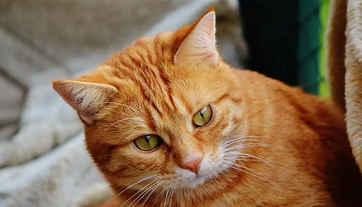 cat 1044928 banner rode cyper