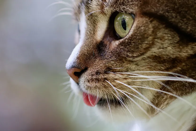 cat 5628953 1920 kopieren