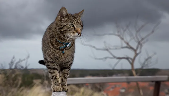 cat 833983 1920 banner