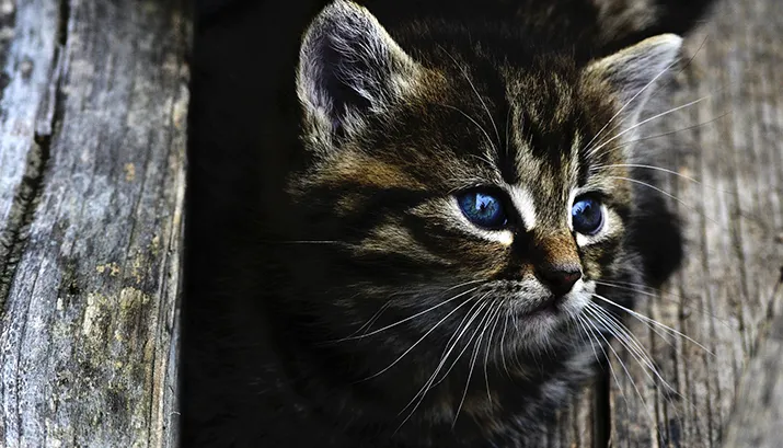 cat 914110 1920 pixabay