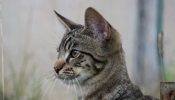 cat 942984 1920 banner