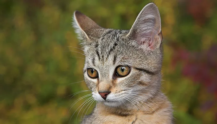 cats 1047460 1920 banner