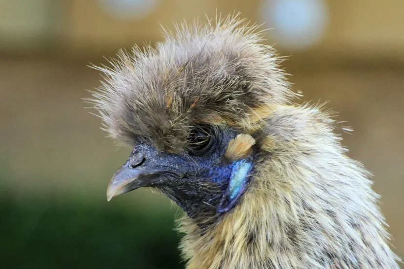 chicken 2343278 1920