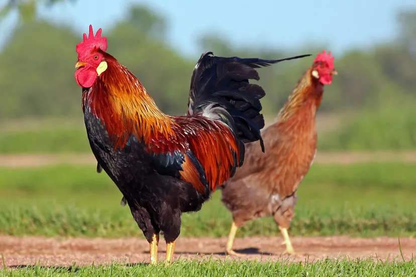 chicken 3547113 1920 pixabay