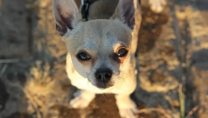 chihuahua 251451 1280 715x408
