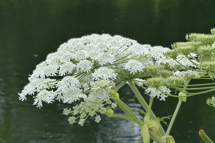 common hogweed 703495 1280