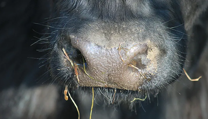 cow 287016 1920 banner