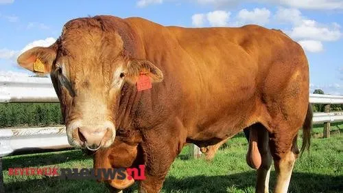 cpkq1gip9t9lhfxuhb0c1l8mi 2014 11 1216 24 27