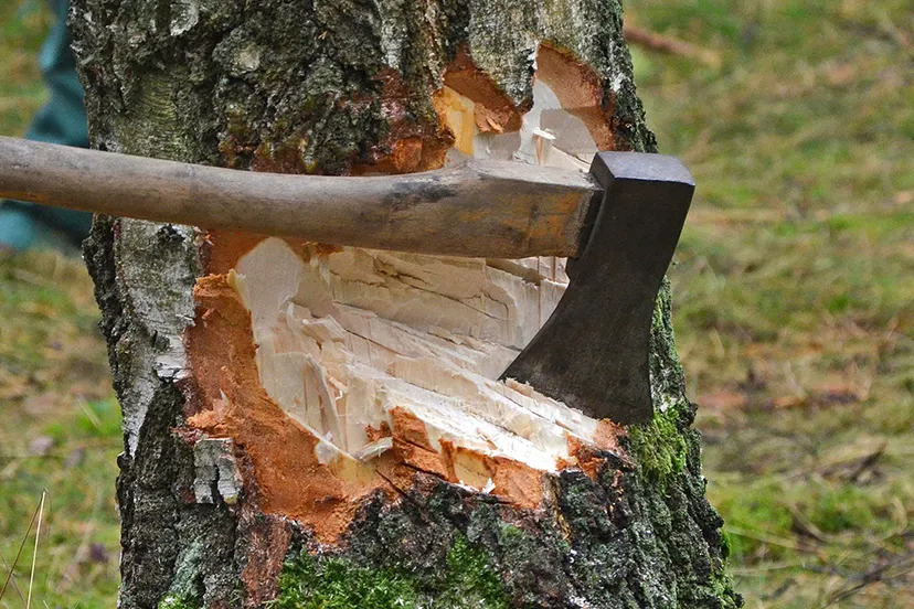 cut tree 1716671 1920 pixa