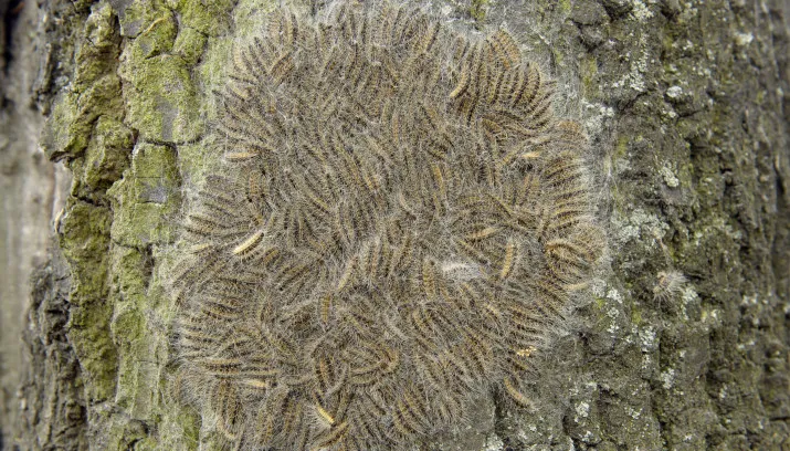 ds46rp36s09vr7hts9ueuhzwg ww140410rups1 715x408