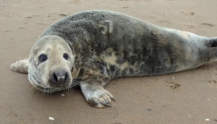 ehbz zeehond met rugnummer