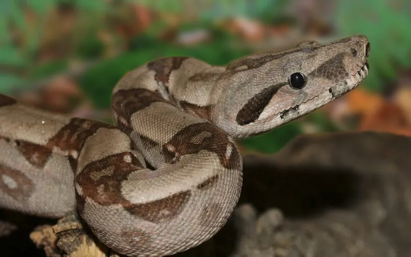 emperor snake 501569 1920 915x518 1