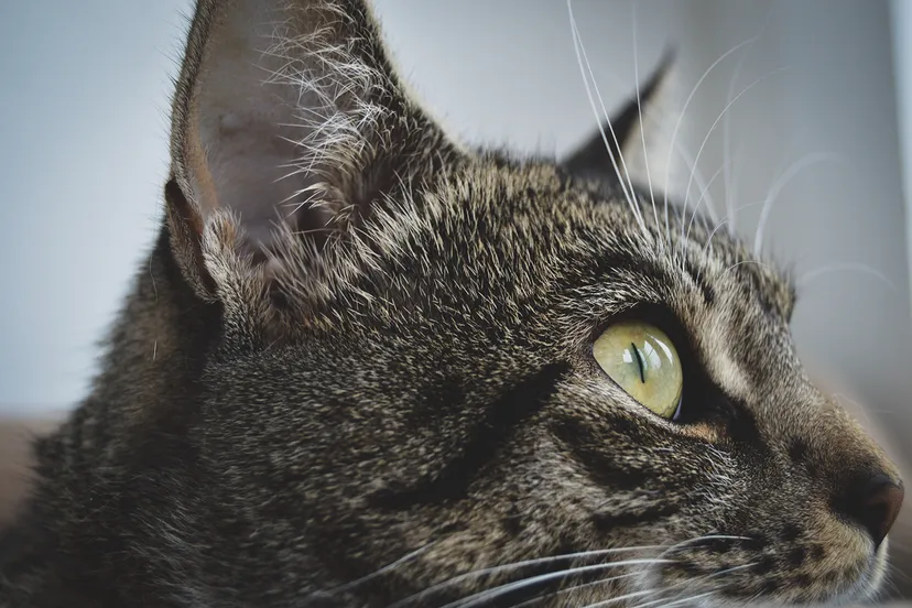 erica nilsson am9ztouss68 unsplash